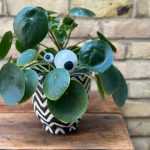 How To Make Googly Eyes For Plants